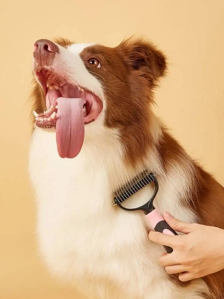 A man is combing his dog's fur.