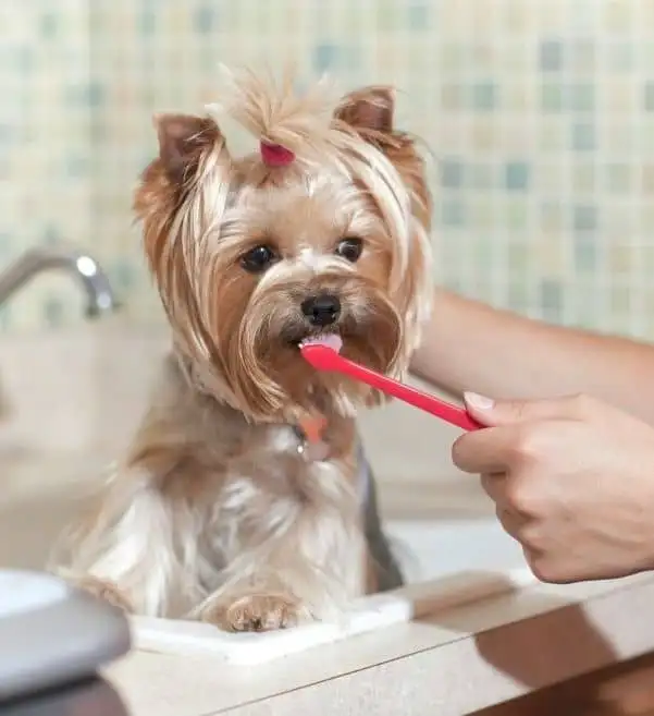 A man is brushing his dog's teeth.