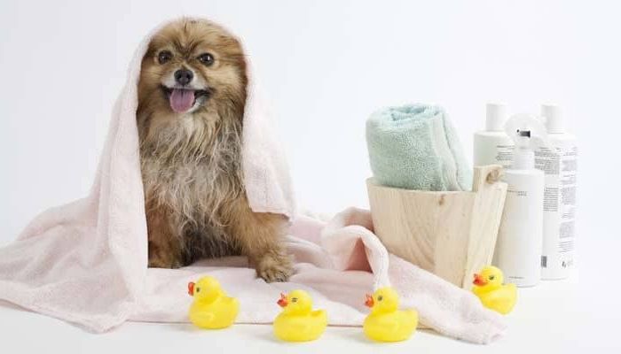 A way to prepare a dog for a bath.